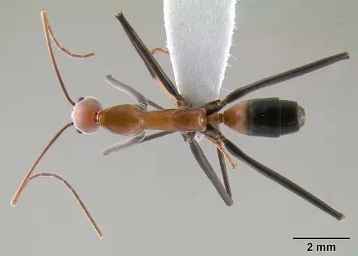 Leptomyrmex rufithorax specimen CASENT0012232 image casent0012232_1