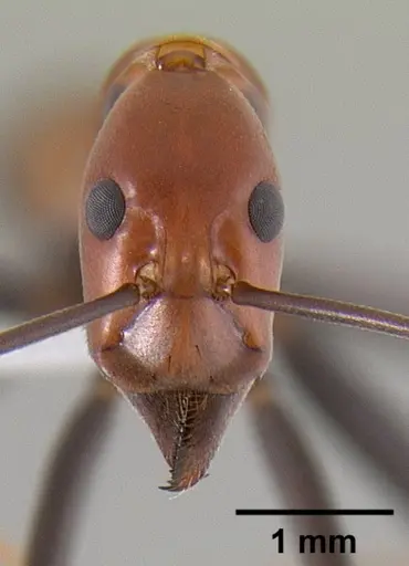 Leptomyrmex rufithorax specimen CASENT0012232 image casent0012232_2