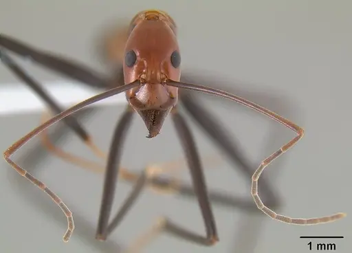 Leptomyrmex rufithorax specimen CASENT0012232 image casent0012232_3