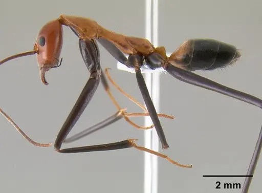 Leptomyrmex rufithorax specimen CASENT0012232 image casent0012232_4