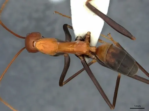 Leptomyrmex rufithorax specimen CASENT0841232 image casent0841232_1