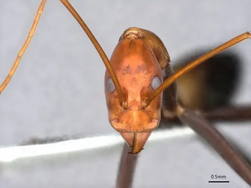 Leptomyrmex rufithorax specimen CASENT0841232 image casent0841232_2