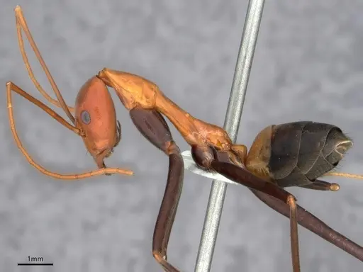 Leptomyrmex rufithorax specimen CASENT0841232 image casent0841232_3