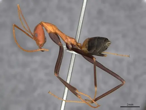 Leptomyrmex rufithorax specimen CASENT0841232 image casent0841232_4