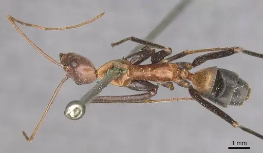 Leptomyrmex rufithorax specimen CASENT0909491 image casent0909491_1