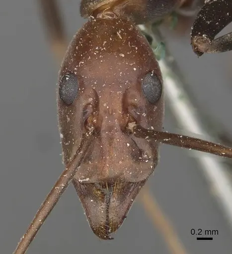 Leptomyrmex rufithorax specimen CASENT0909491 image casent0909491_2