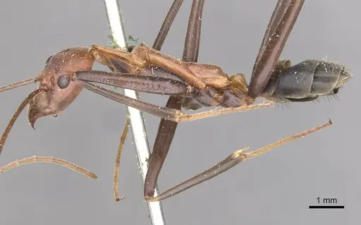 Leptomyrmex rufithorax specimen CASENT0909491 image casent0909491_3