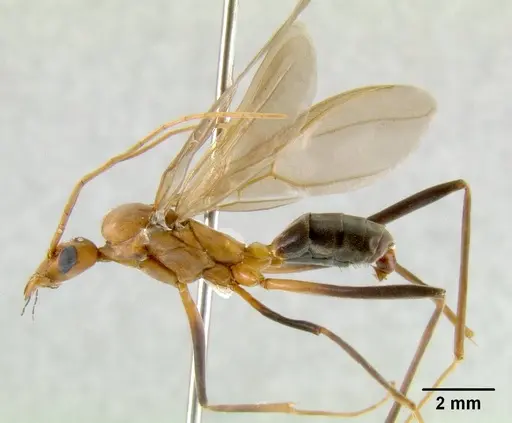 Leptomyrmex tibialis specimen CASENT0011722 image casent0011722_1