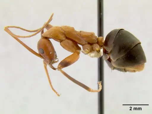 Leptomyrmex tibialis specimen CASENT0012166 image casent0012166_1