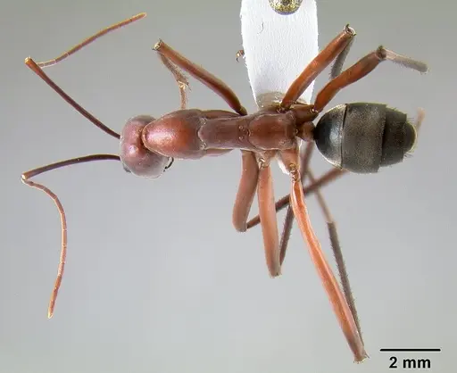 Leptomyrmex tibialis specimen CASENT0127067 image casent0127067_1