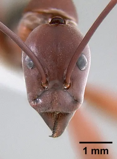 Leptomyrmex tibialis specimen CASENT0127067 image casent0127067_2
