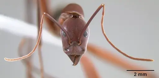 Leptomyrmex tibialis specimen CASENT0127067 image casent0127067_3