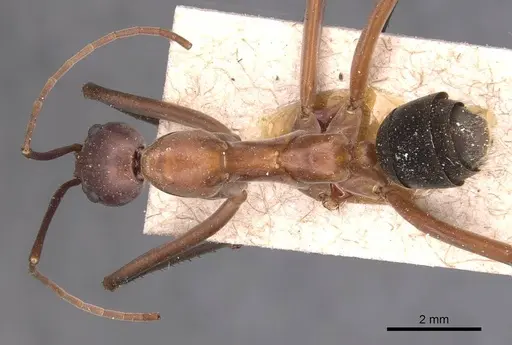 Leptomyrmex tibialis specimen CASENT0127374 image casent0127374_1