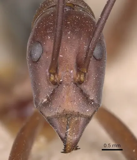 Leptomyrmex tibialis specimen CASENT0127374 image casent0127374_2