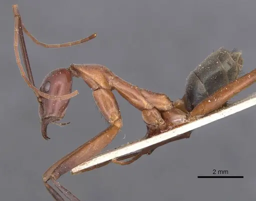 Leptomyrmex tibialis specimen CASENT0127374 image casent0127374_3