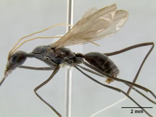 Leptomyrmex unicolor specimen CASENT0012007 image casent0012007_1