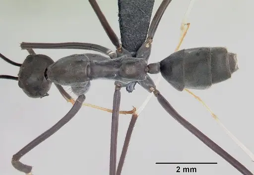 Leptomyrmex unicolor specimen CASENT0069956 image casent0069956_1