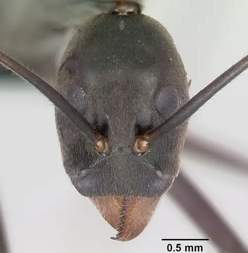 Leptomyrmex unicolor specimen CASENT0069956 image casent0069956_2