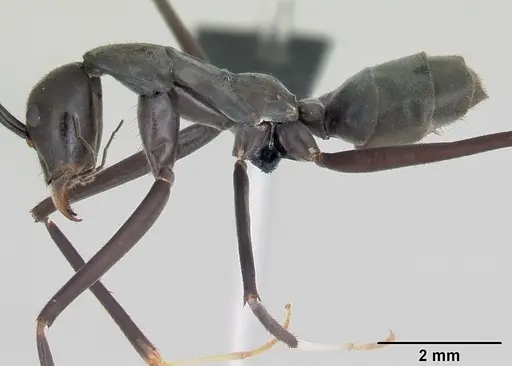 Leptomyrmex unicolor specimen CASENT0069956 image casent0069956_3