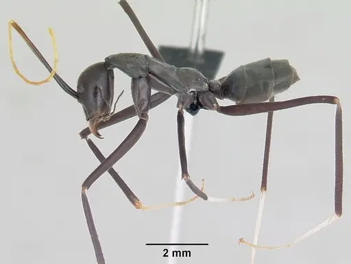 Leptomyrmex unicolor specimen CASENT0069956 image casent0069956_4