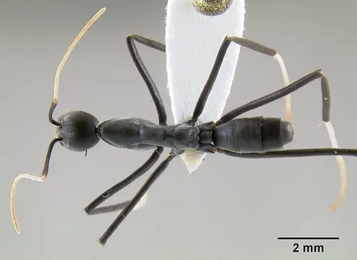 Leptomyrmex unicolor specimen CASENT0127081 image casent0127081_1