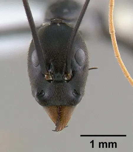 Leptomyrmex unicolor specimen CASENT0127081 image casent0127081_2
