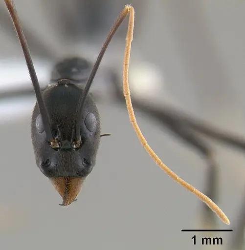 Leptomyrmex unicolor specimen CASENT0127081 image casent0127081_3