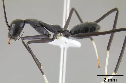 Leptomyrmex unicolor specimen CASENT0127081 image casent0127081_4