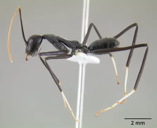 Leptomyrmex unicolor specimen CASENT0127081 image casent0127081_5