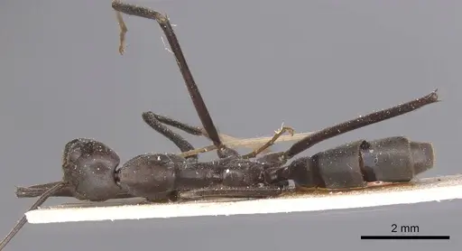Leptomyrmex unicolor specimen CASENT0127387 image casent0127387_1
