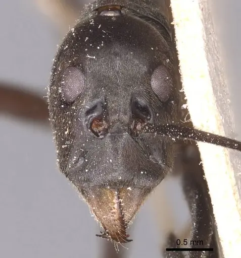 Leptomyrmex unicolor specimen CASENT0127387 image casent0127387_2