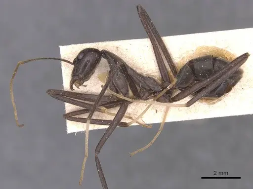 Leptomyrmex unicolor specimen CASENT0127387 image casent0127387_3