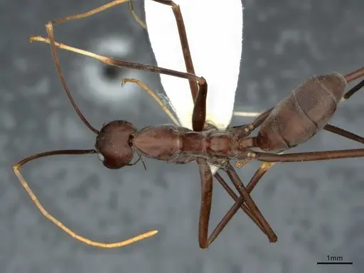 Leptomyrmex unicolor specimen CASENT0841228 image casent0841228_1