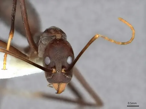 Leptomyrmex unicolor specimen CASENT0841228 image casent0841228_2