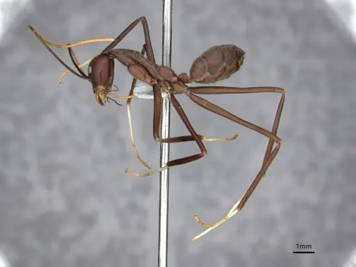 Leptomyrmex unicolor specimen CASENT0841228 image casent0841228_3