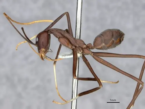 Leptomyrmex unicolor specimen CASENT0841228 image casent0841228_4