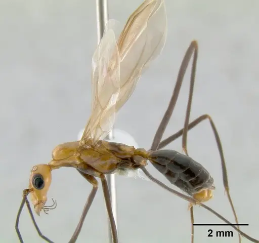 Leptomyrmex varians specimen CASENT0011996 image casent0011996_1