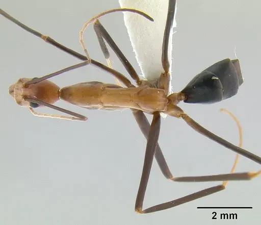 Leptomyrmex varians specimen CASENT0011997 image casent0011997_1