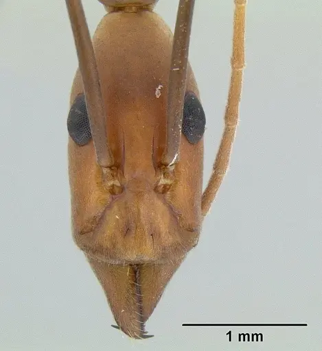 Leptomyrmex varians specimen CASENT0011997 image casent0011997_2