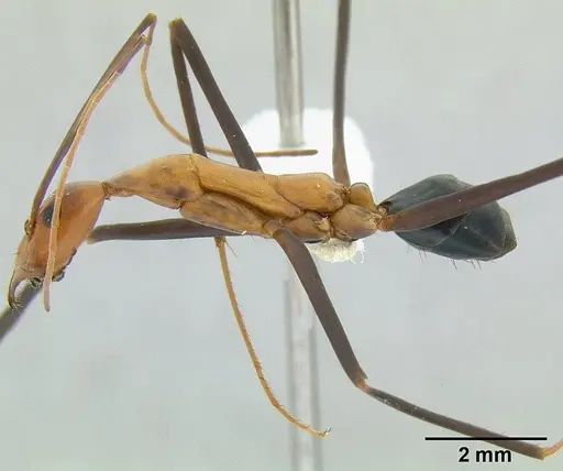 Leptomyrmex varians specimen CASENT0011997 image casent0011997_3