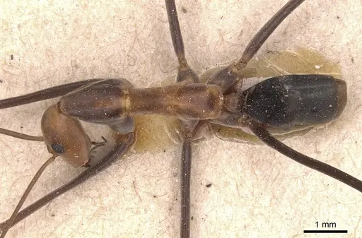 Leptomyrmex varians specimen CASENT0127378 image casent0127378_1
