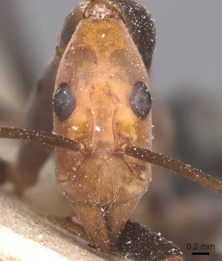 Leptomyrmex varians specimen CASENT0127378 image casent0127378_2