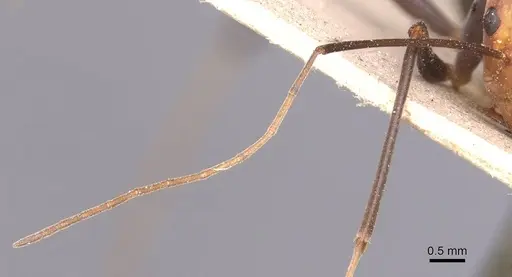 Leptomyrmex varians specimen CASENT0127378 image casent0127378_3