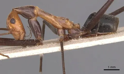 Leptomyrmex varians specimen CASENT0127378 image casent0127378_4