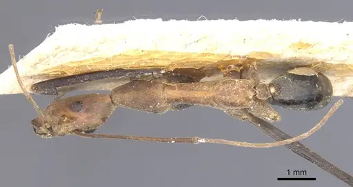 Leptomyrmex varians specimen CASENT0127415 image casent0127415_1