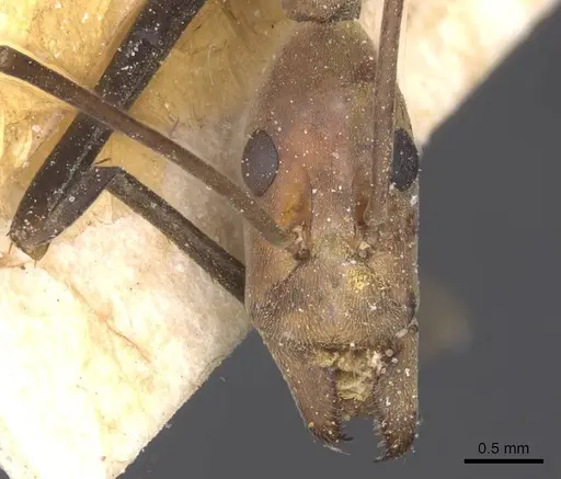 Leptomyrmex varians specimen CASENT0127415 image casent0127415_2