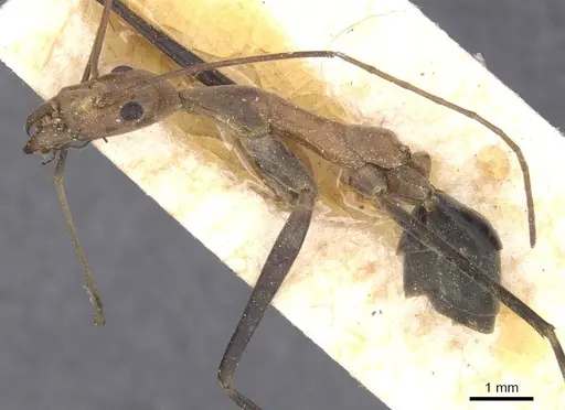 Leptomyrmex varians specimen CASENT0127415 image casent0127415_3