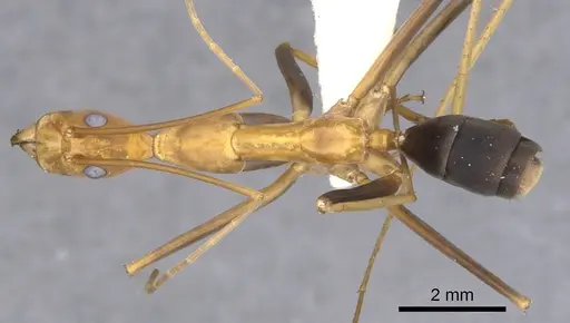 Leptomyrmex varians specimen CASENT0902941 image casent0902941_1