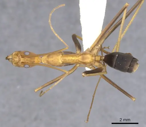 Leptomyrmex varians specimen CASENT0902941 image casent0902941_2