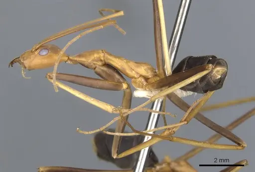 Leptomyrmex varians specimen CASENT0902941 image casent0902941_4